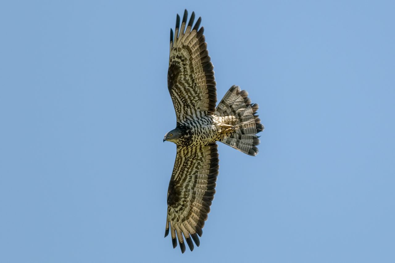 Pecchiaiolo (Pernis apivorus)